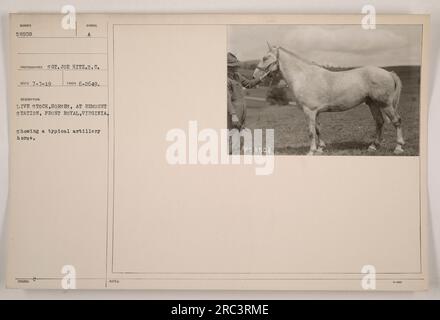 Légende : « Cheval d'artillerie au dépôt de remount à Front Royal, Virginie pendant la première Guerre mondiale Photographiée par le sergent Joe Hitz, cette image montre un cheval d'artillerie typique utilisé dans des activités militaires. La photo fait partie de la collection 'Photographs of American Military Activities during World War One' et porte le numéro d'identification 58508.' Banque D'Images