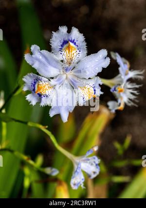 Iris japonica (Iridaceae) est originaire de Chine et du Japon Banque D'Images