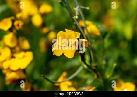 La laque d'or (fleur de mur) est une plante ornementale de la famille le crucifère Banque D'Images