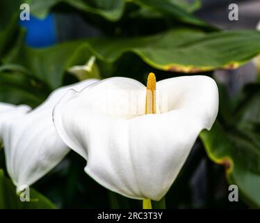 Lys Calla ou lys arum (Zantedeschia aethiopica), Afrique du Sud. Banque D'Images