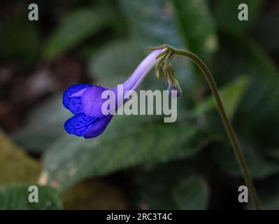 Streptocarpus, primrose du cap . Jardin botanique Heidelberg, Bade-Wurtemberg, Allemagne Banque D'Images