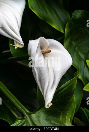 Lys Calla ou lys arum (Zantedeschia aethiopica), Afrique du Sud. Banque D'Images