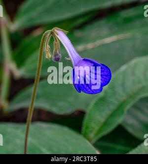 Streptocarpus, primrose du cap . Jardin botanique Heidelberg, Bade-Wurtemberg, Allemagne Banque D'Images