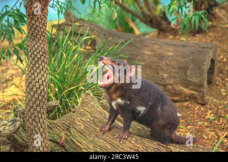 Vue latérale d'un diable de Tasmanie, Sarcophilus harrisii, avec bouche ouverte. Icône de Tasmanie. Trowunna Wildlife Sanctuary, Tasmanie, état d'Australie. Banque D'Images