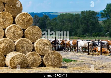 Stockage du foin et de la paille en rouleaux à la ferme. Thème conceptuel : levée de stocks. Sécurité alimentaire. Agricole. Agriculture. Production alimentaire. Banque D'Images