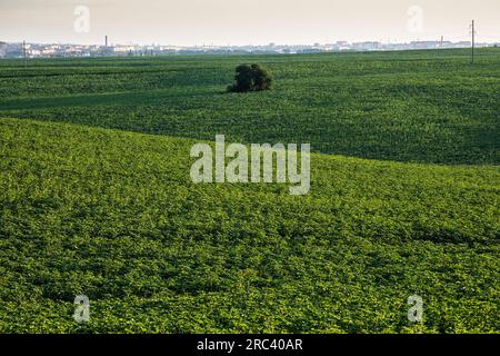 De grands champs de ferme sur les pentes des collines sont semés de tournesols à la périphérie de Rivne. La culture pousse a de bonnes feuilles saines et forte ste Banque D'Images