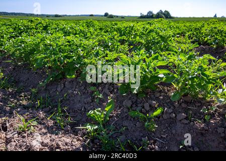 Les champs de ferme sur les pentes des collines sont plantés avec des pommes de terre. La culture pousse bien après le semis, a des feuilles saines, des tiges fortes et des fleurs. Le Banque D'Images