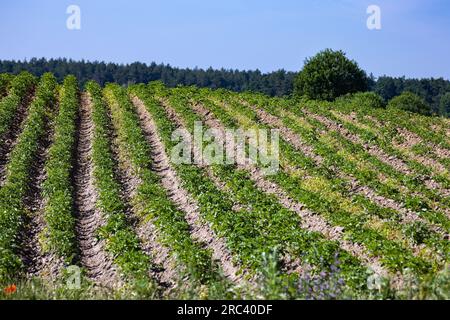 Les champs de ferme sur les pentes des collines sont plantés avec des pommes de terre. La culture pousse bien après le semis, a des feuilles saines, des tiges fortes et des fleurs. Le Banque D'Images