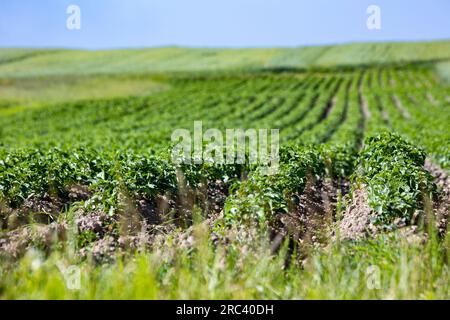 Les champs de ferme sur les pentes des collines sont plantés avec des pommes de terre. La culture pousse bien après le semis, a des feuilles saines, des tiges fortes et des fleurs. Le Banque D'Images