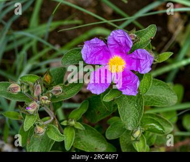 Gros plan de fleur rose Cistus à feuilles grises, Cistus symphytifolius de la famille des Cistaceae. Il est endémique des îles Canaries. Banque D'Images