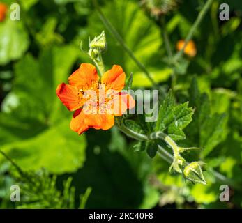 Geum coccineum. Originaire des montagnes des Balkans et du nord de la Turquie Banque D'Images