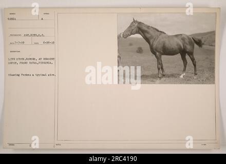 Image de chevaux vivants au dépôt Remount à Front Royal, Virginie. Prise par le sergent Hitz le 7 juillet 1919. La photo montre Perk, un père représentatif. Remarque : le numéro d'identification de la photographie est 58501. Banque D'Images