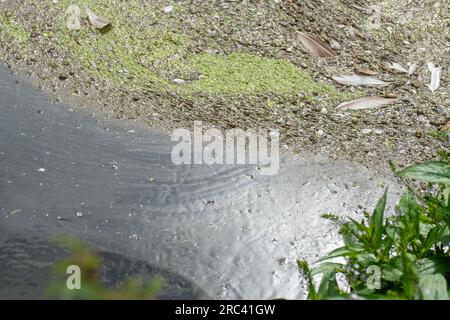 Dorney, Royaume-Uni. 12 juillet 2023. Les scientifiques citoyens Dave et Jacqui Wallace travaillant pour le compte du Henley River action Group ont effectué aujourd'hui des tests sur les niveaux de pollution de l'eau dans le fossé de Roundmoor (écume de surface illustrée) à Dorney Common dans le Buckinghamshire en utilisant l'équipement de test fourni par Earthwatch Europe. La surveillance de la durée des événements de Thames Water (EDM) montre que Thames Water a déversé dans le fossé de Roundmoor à partir de la station d'épuration voisine de Thames Water Slough, cependant, la dernière décharge EDM a été enregistrée le 21 janvier 2023. Les résultats des tests aujourd'hui sur l'eau trouble à Rou Banque D'Images