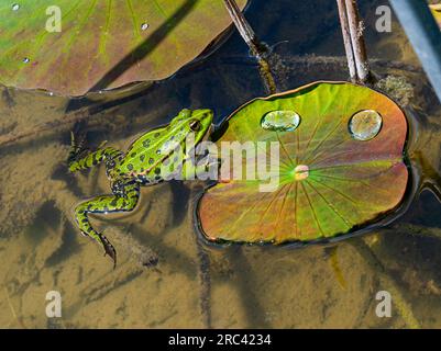 Grenouille comestible, Pelophylax esculentus, Basse-Saxe, Allemagne, Europe Banque D'Images