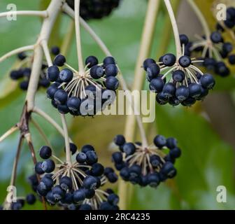 Fatsia japonica, Fatsia, Green Subject. Banque D'Images