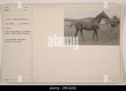 Image représentant des animaux vivants, en particulier des chevaux, au Remount Depot à Front Royal, en Virginie. Le cheval nommé « Adams Express » est montré, représentant un cheval de race typique. La photographie a été prise par le sergent Joe Hitz, S.C. le 26 juin 1919. Cette image est désignée 58504 dans la collection. Banque D'Images