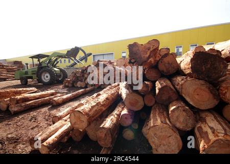 Un chariot élévateur saisit le bois dans une usine de traitement du bois Banque D'Images