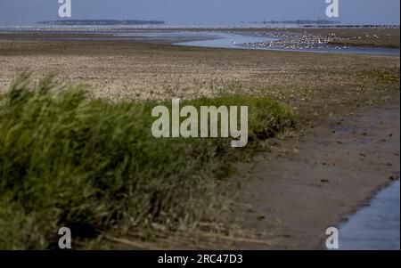 SINT JACOBIPAROCHIE - Une zone de marais salant pour les oiseaux dans la région de Wadden. Les oiseaux WAD peuvent manger, se reproduire et se reposer ici. ANP KOEN VAN WEEL netherlands Out - belgique Out Banque D'Images