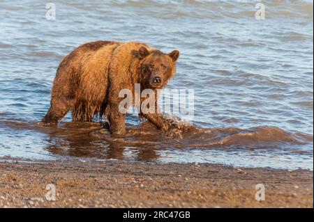 Alaska ours bruns ou grizzlis dans le parc national de Lake Clark, Alaska. Banque D'Images