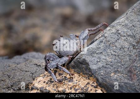 Jeune animal gris de crabe rouge de l'Atlantique (Grapsus adscensionis) avec un début de virage rouge - Fuerteventura Banque D'Images