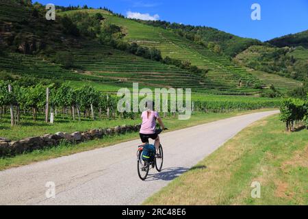 Piste cyclable du Danube (Donauradweg) dans la région de Wachau. Itinéraire cyclable longue distance en Autriche. Femme cycliste parmi les vignobles. Banque D'Images