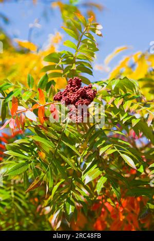 Sumac ailé, Rhus copallinum, drupes de baies de fruits rouges sur des baies feuillues d'un arbre en automne contre un ciel bleu. Plantes, arbres, Sumac ailé. Banque D'Images