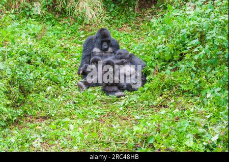 Gorilla, Gorilla gorilla, famille dans le Parc National des Volcans au Rwanda. Banque D'Images