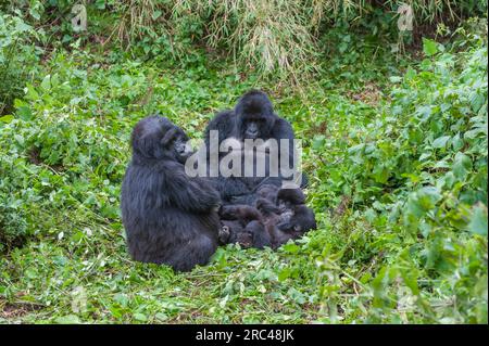 Gorilla, Gorilla gorilla, famille dans le Parc National des Volcans au Rwanda. Banque D'Images