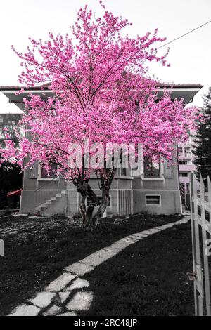 Bâtiment résidentiel ancien et abandonné avec un cerisier rose en fleurs dans le jardin. Banque D'Images