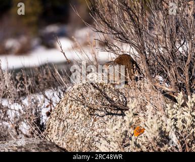 Uinta Ground Squirrel en hiver dans le parc national de Yellowstone Banque D'Images