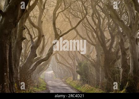 Irlande, comté d'Antrim, Armoy, brume matinale au milieu des hêtres sombres, une avenue de hêtres datant de 1775 qui ont été utilisés comme emplacement Banque D'Images