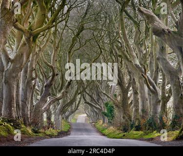 Irlande, comté d'Antrim, Armoy, brume matinale au milieu des hêtres sombres, une avenue de hêtres datant de 1775 qui ont été utilisés comme emplacement Banque D'Images