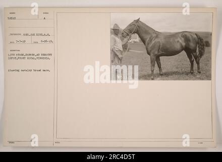 La jument de couvée de cavalerie NUMÉRO 5,8510 ECD est vue sur cette photographie prise au dépôt de remount de Front Royal, Virginie le 26 juin 1919. L'image capture un aperçu des chevaux-bétail vivants au dépôt pendant la première Guerre mondiale, montrant spécifiquement la jument couvain assignée à la cavalerie. La photo a été prise par le sergent Joe Hitz du signal corps. Banque D'Images