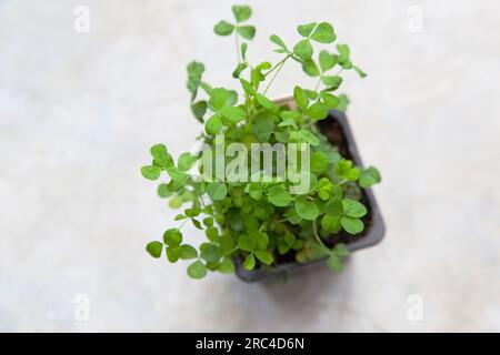 Les plantes, Flore, Trifolium dubium, Shamrock de plus en petit contenant en plastique. Banque D'Images