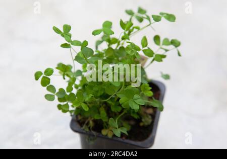 Les plantes, Flore, Trifolium dubium, Shamrock de plus en petit contenant en plastique. Banque D'Images