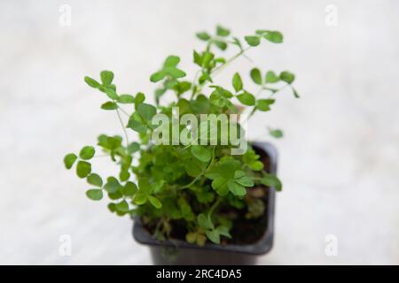 Les plantes, Flore, Trifolium dubium, Shamrock de plus en petit contenant en plastique. Banque D'Images