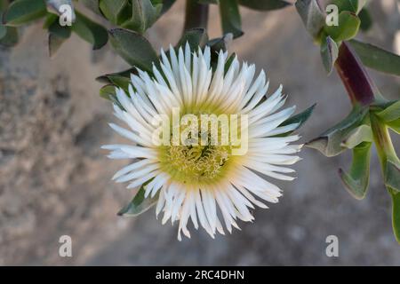 Plantes, Une fleur de la plante de glace ou figue aigre, Carpobrotus edulis, une espèce envahissante originaire d'Afrique du Sud. Plante de glace fleurie à Césarée Banque D'Images