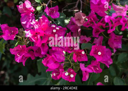 Israël, Mont des Béatitudes, fleurs de Bougainvillea sur le terrain de l'église des Béatitudes près de Tabgha et Capernaum. Fleurs de bougainvilliers Banque D'Images