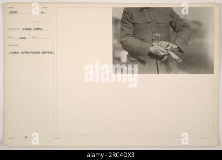 Une photographie prise en 1919 par le signal corps, numérotée 25007. L'image montre la section pigeon du signal corps, qui était responsable de l'utilisation de pigeons pour transmettre des messages pendant la première Guerre mondiale. L'image porte le symbole '2500T.' Banque D'Images