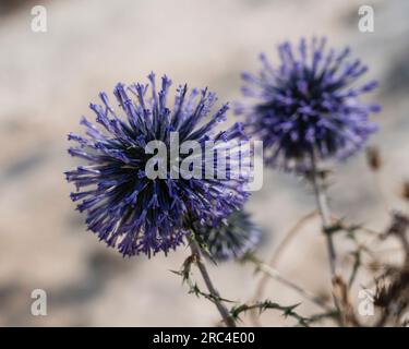 Israël, Galilée, Nazareth, Common Globe Thistle, Echinops adenocaulos. Common Globe Thistle en Israël. Banque D'Images