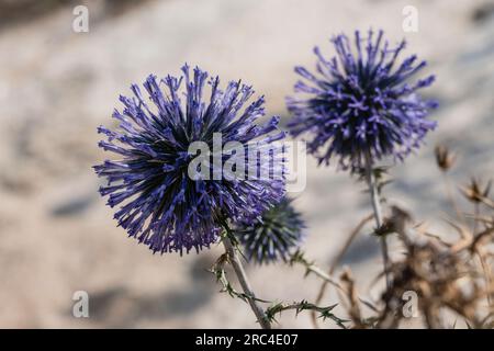 Israël, Galilée, Nazareth, Common Globe Thistle, Echinops adenocaulos. Common Globe Thistle en Israël. Banque D'Images