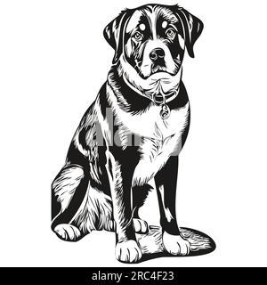 Entlebucher Mountain chien illustration réaliste pour animaux de compagnie, dessin à la main visage vecteur noir et blanc Illustration de Vecteur