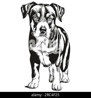 Entlebucher chien de montagne gravé portrait vectoriel, dessin vintage de dessin animé visage en noir et blanc Illustration de Vecteur