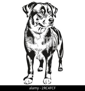 Entlebucher Mountain chien vecteur visage dessin portrait, esquisse de style vintage fond transparent Illustration de Vecteur