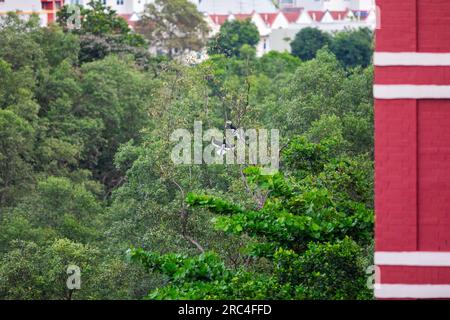 Femelle Oriental pied Hornbill atterrissant sur un accroc à l'extérieur d'un bloc d'appartements pour rejoindre mâle, Singapour Banque D'Images