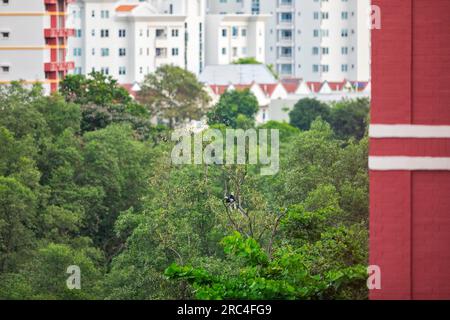 Oriental pied Hornbill paire se perchant sur un accroc à l'extérieur d'un pâté de maisons, Singapour Banque D'Images