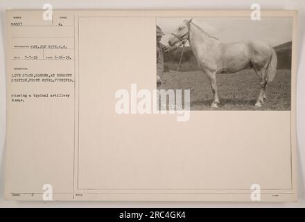 Légende : 'stock en direct - chevaux au Remount Depot, Front Royal, Virginie. Une photographie prise par le sergent Joe Hitz, montrant un cheval d'artillerie typique le 26 juin 1919. Les chevaux sont rassemblés au depo pour être remis aux militaires. (Photo numéro 58507) » Banque D'Images