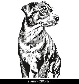 Silhouette d'animal de compagnie de chien de montagne Entlebucher, illustration de ligne d'animal dessiné à la main en noir et blanc vecteur Illustration de Vecteur