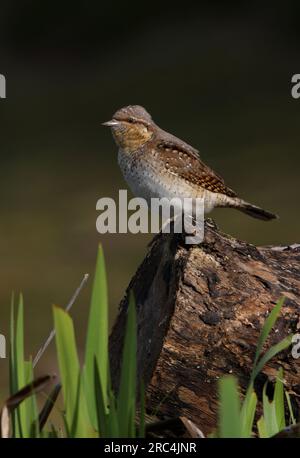 Eurasian Wryneck (Jynx torquilla) adulte perché sur le tronc d'arbre mort Eccles-on-Sea, Norfolk, Royaume-Uni. Avril Banque D'Images