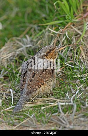 Eurasian Wryneck (Jynx torquilla) adulte debout sur le sol Eccles-on-Sea, Norfolk, Royaume-Uni. Mai Banque D'Images